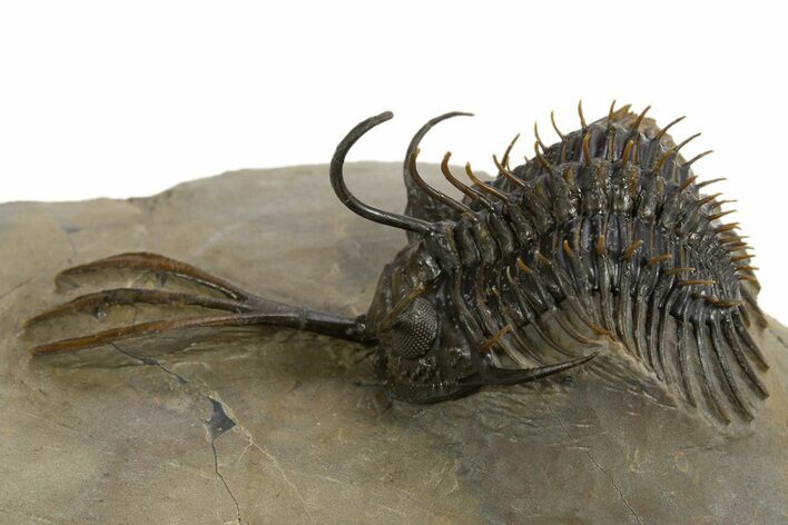 Trident Walliserops Trilobite - Exceptional Preparation #328635